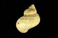 藏品(高腰蠑螺)的圖片